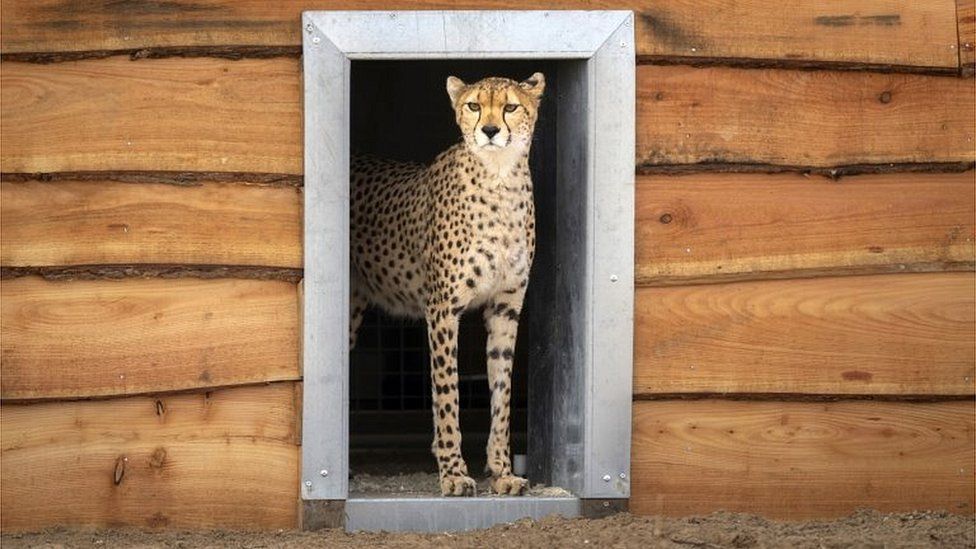 Yorkshire Wildlife Park: Cheetahs arrive at new enclosure - BBC News