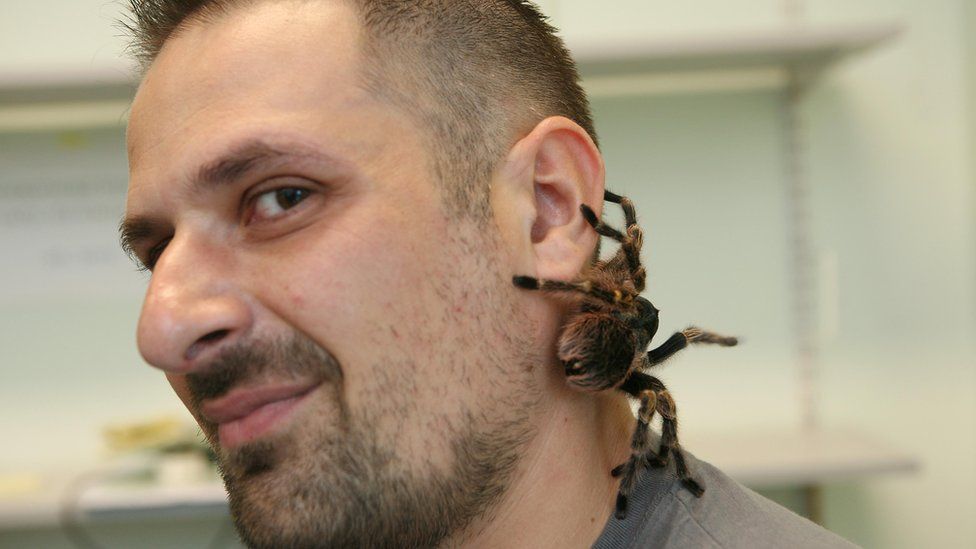 Researcher Dr Michel Dugon with one of his tarantulas