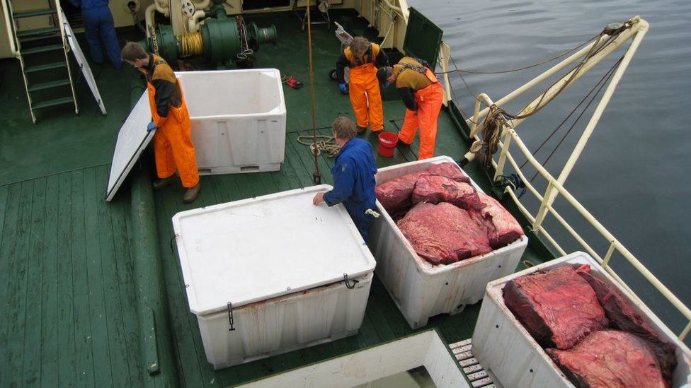 Norwegian whalers boxing up whale meat on their ship