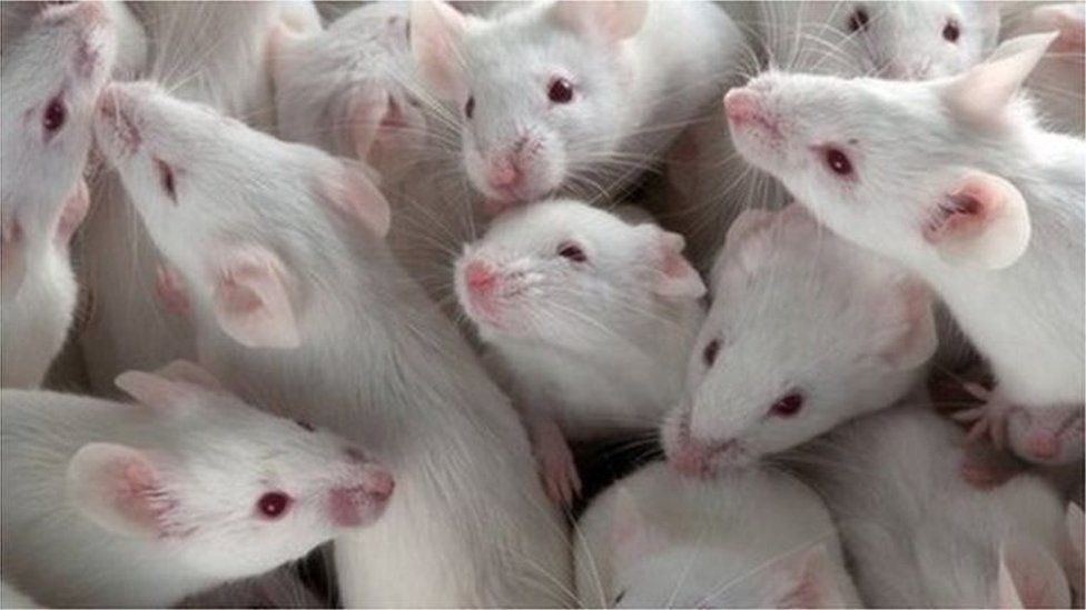 There are thousands of animal scientific experiments carried out each year