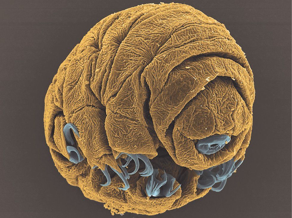 Microscopic image of a water bear embryo