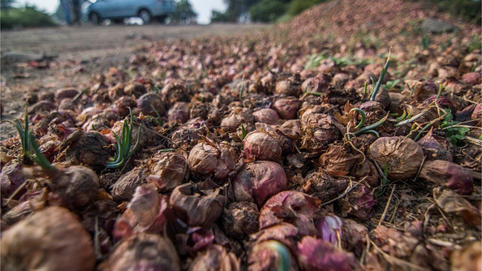 Damaged onion due to unseasonal rain at Lasalgaon on December 5, 2019 in Nashik, India.