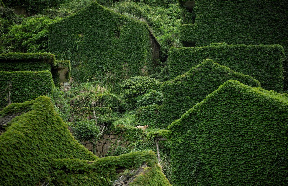 Abandoned village houses covered with overgrown vegetation in Houtouwan on Shengshan island