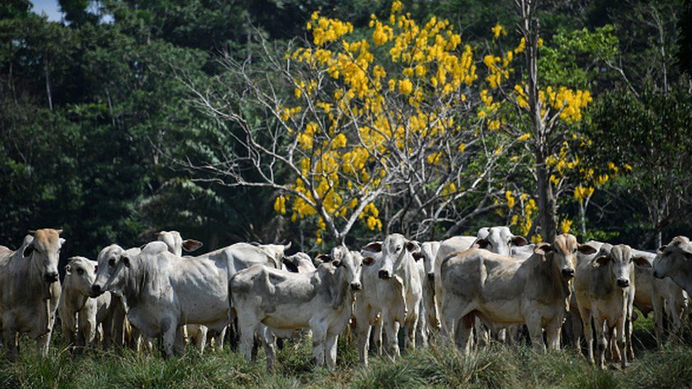 rainforest: Football-pitch-sized area cleared every minute - BBC  Newsround