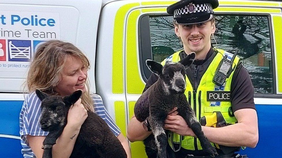 A police officer and a woman holding two black lambs