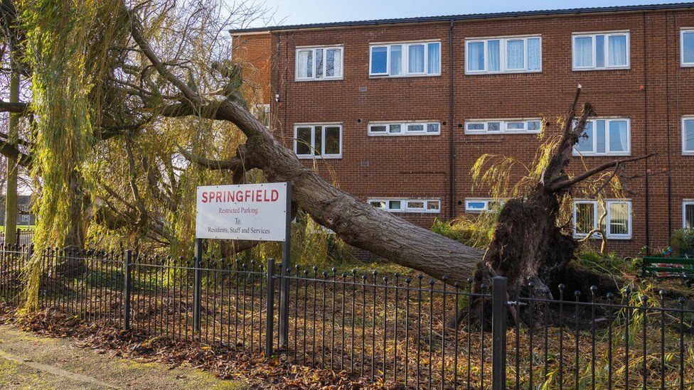 Fallen tree outside homes in Wrexham