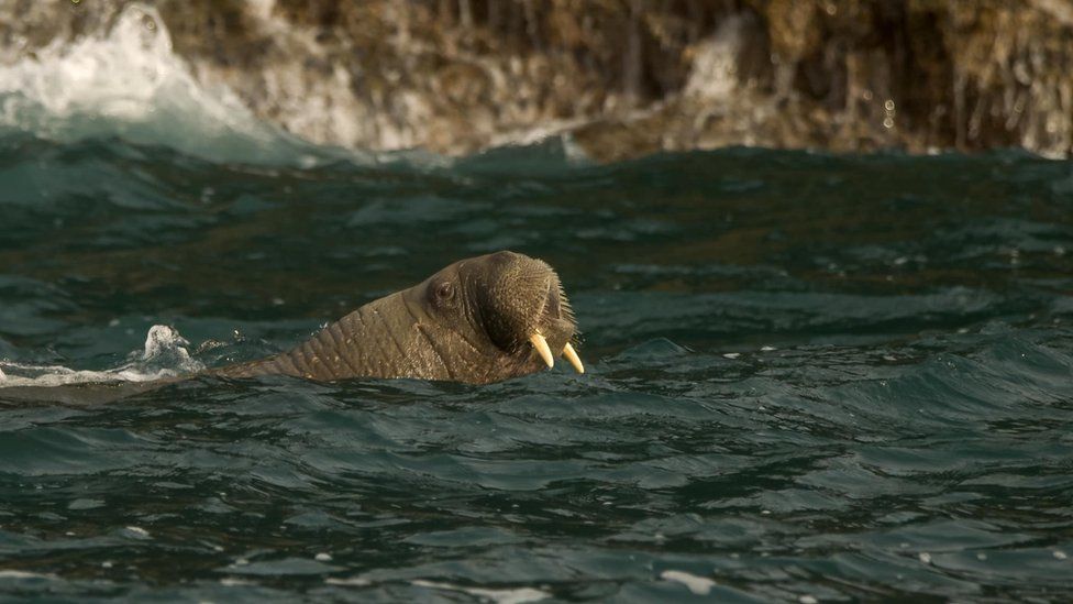 Wally the walrus: Arctic animal spotted for first time in Cornwall - BBC  News