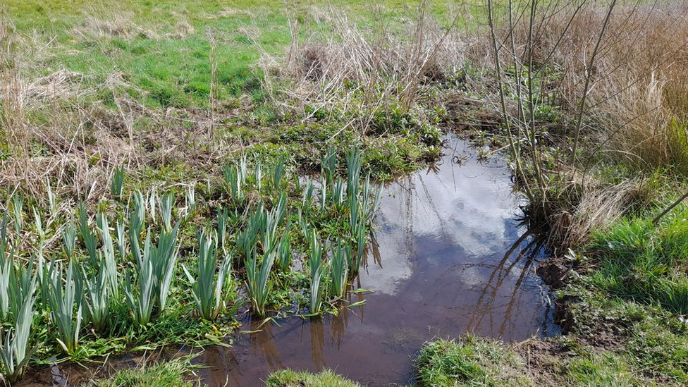 Boggy land in Coundon Wedge