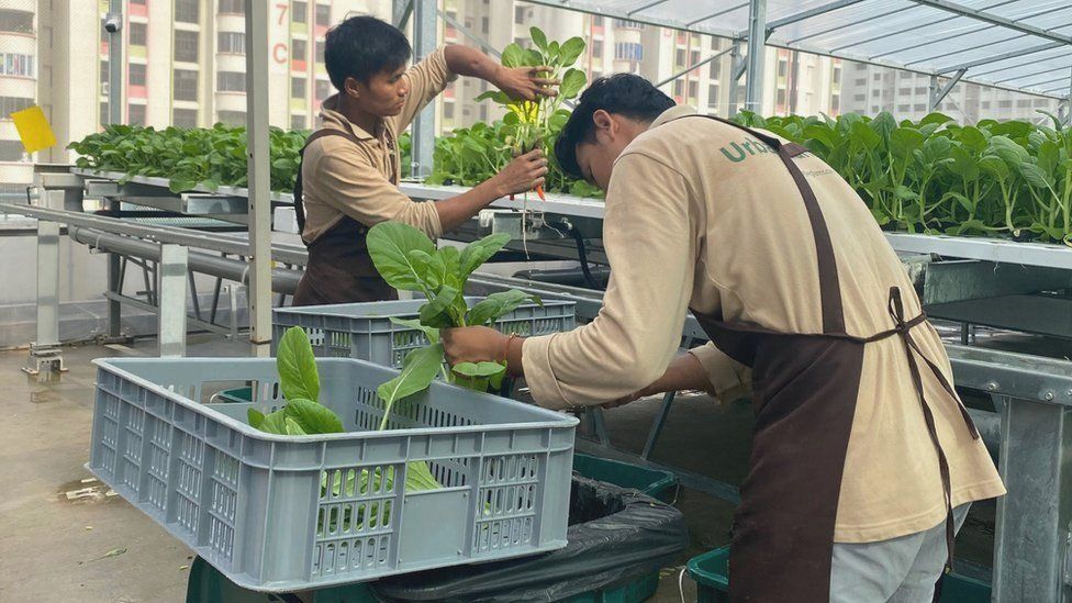 Workers harvesting vegetables at SG Veg Farms.