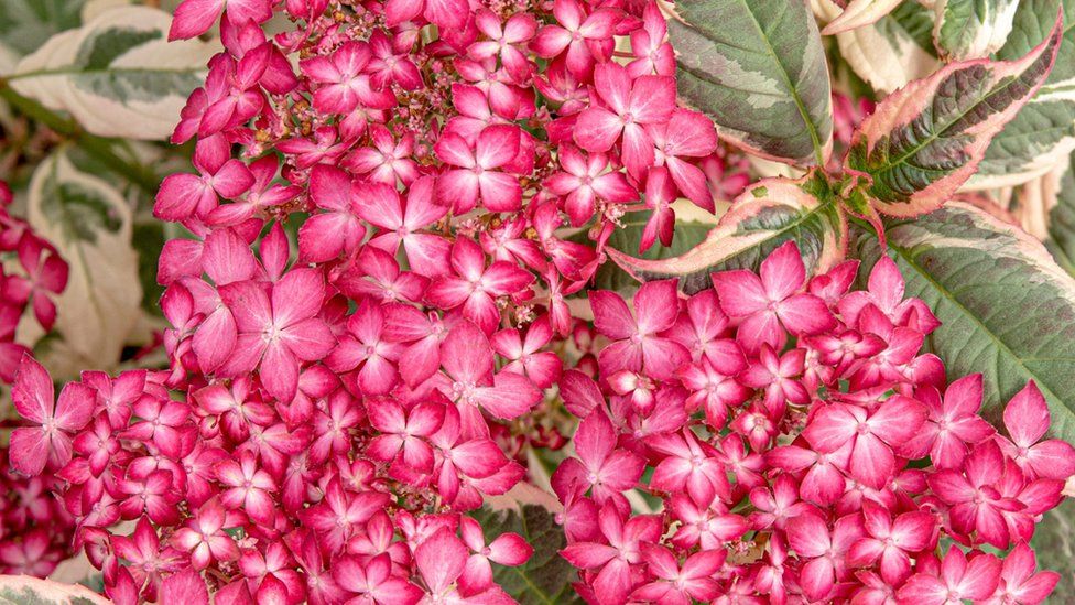 Hydrangea Euphoria Pink