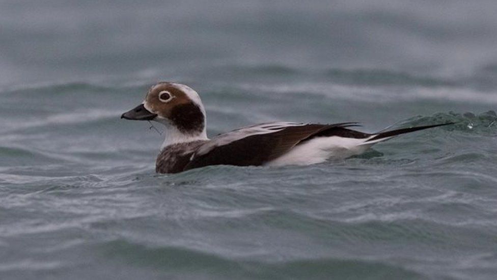 Long-tailed Duck