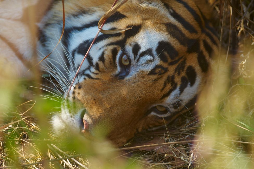Бенгальский тигр, Национальный парк Канха, Мадхья-Прадеш, Индия