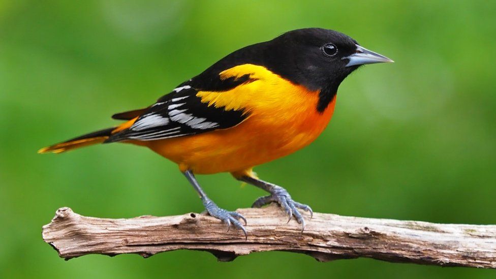 Baltimore oriole (c) Gary Mueller, Macaulay Library at Cornell Lab of Ornithology