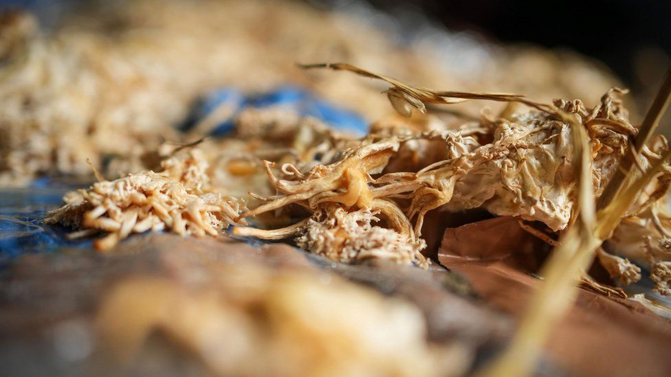 Mushrooms growing on the first full size prototype