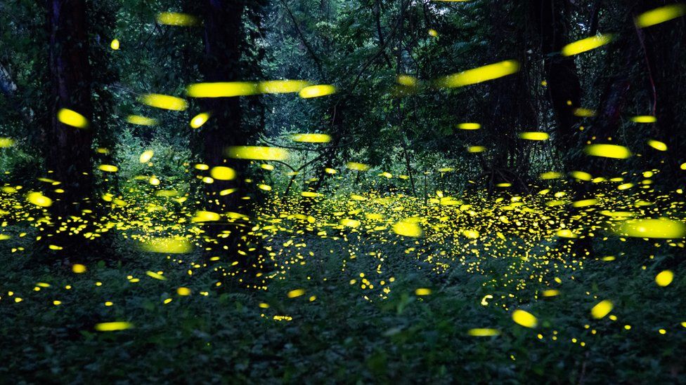 Glow-worms: glowing insects under threat because of light pollution ...
