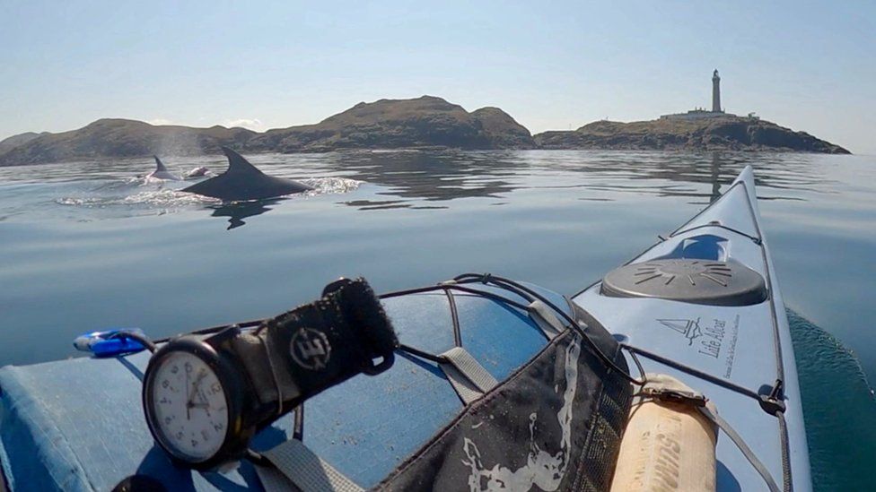 Dolphins near Nick Ray's kayak