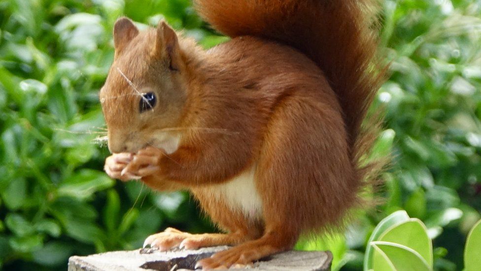 Red squirrel eating a nut