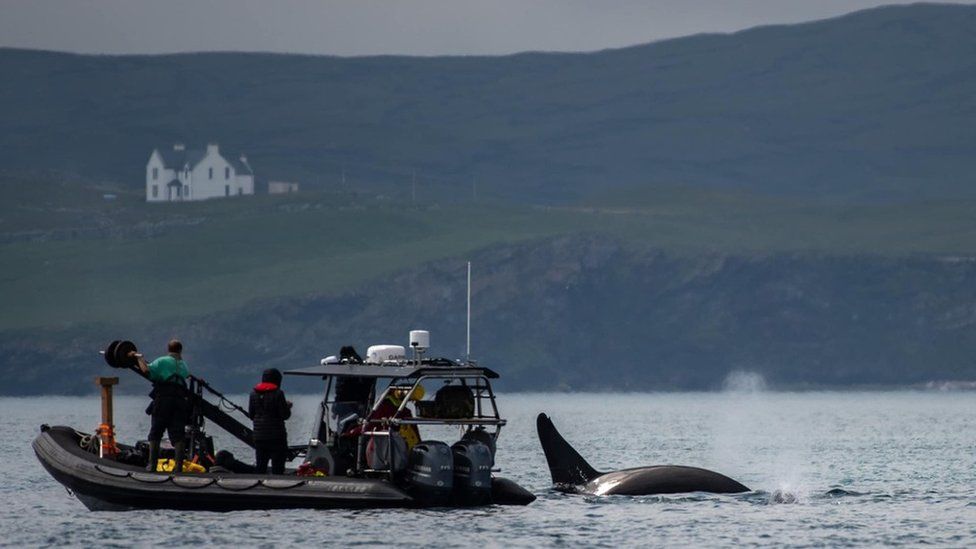 An orca near the film crew's boat near the Shetland coast