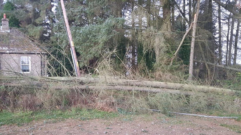 Fallen tree and damaged cables in Newtyle in Angus