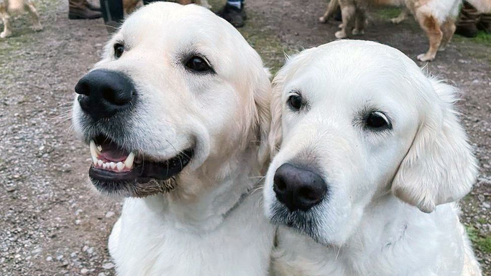 two lovely dugs