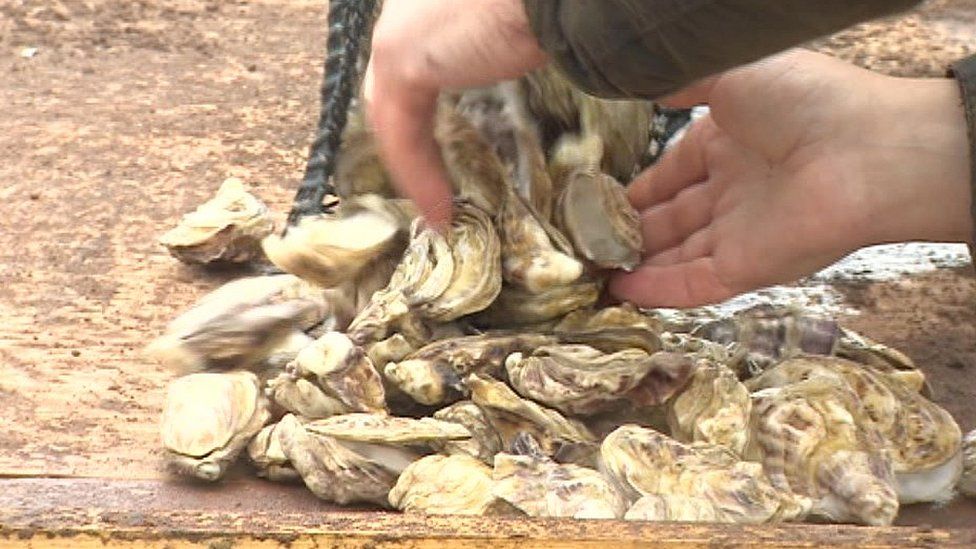 Porlock Bay oysters, Somerset