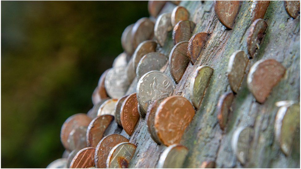 Coins in tree