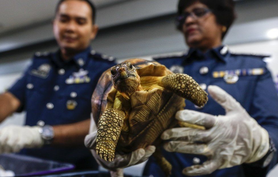 Kobe huyo aina ya 'ploughshare' alifikishwa mbele ya wanahabari karibu na uwanja wa ndege wa Kuala Lumpur huko Sepang, Malaysia. Kobe hao 330 walikuwa wamewekwa kwenye masanduku amabayo yalidhaniwa kusafirisha mawe kutoka uwanja wa ndege wa Antananarivo, nchini Madagascar.