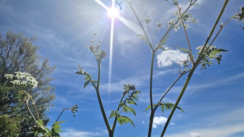 Stems and flowers in the foreground against a blue sky with a bright sun and high cirrus clouds.