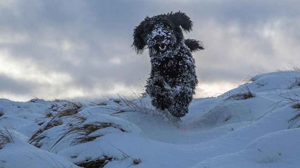 Dog on snowy hill
