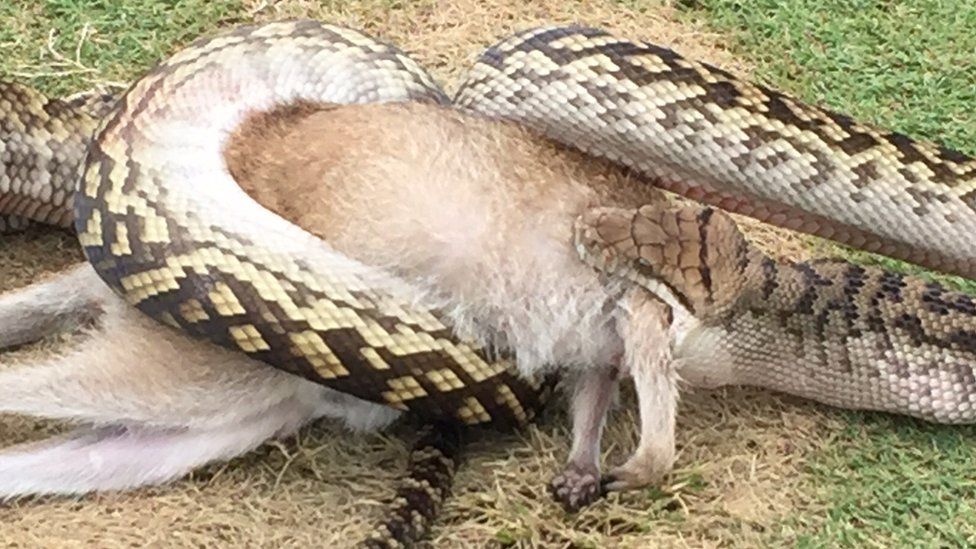 Snake Eats Wallaby On Australian Golf Course Bbc News