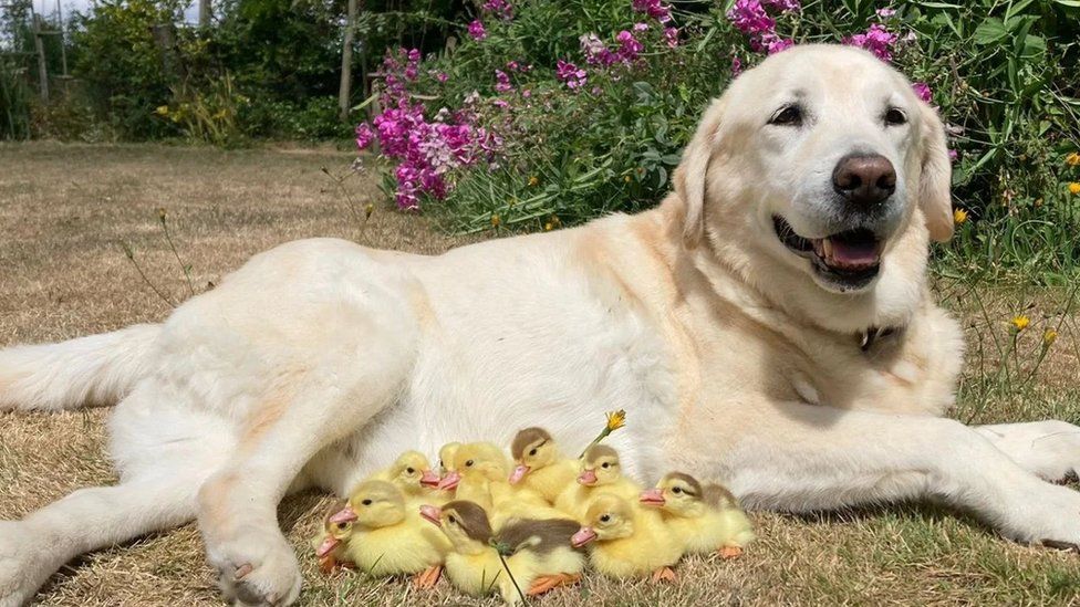 Fred the Labrador with his brood of 15 fostered ducklings