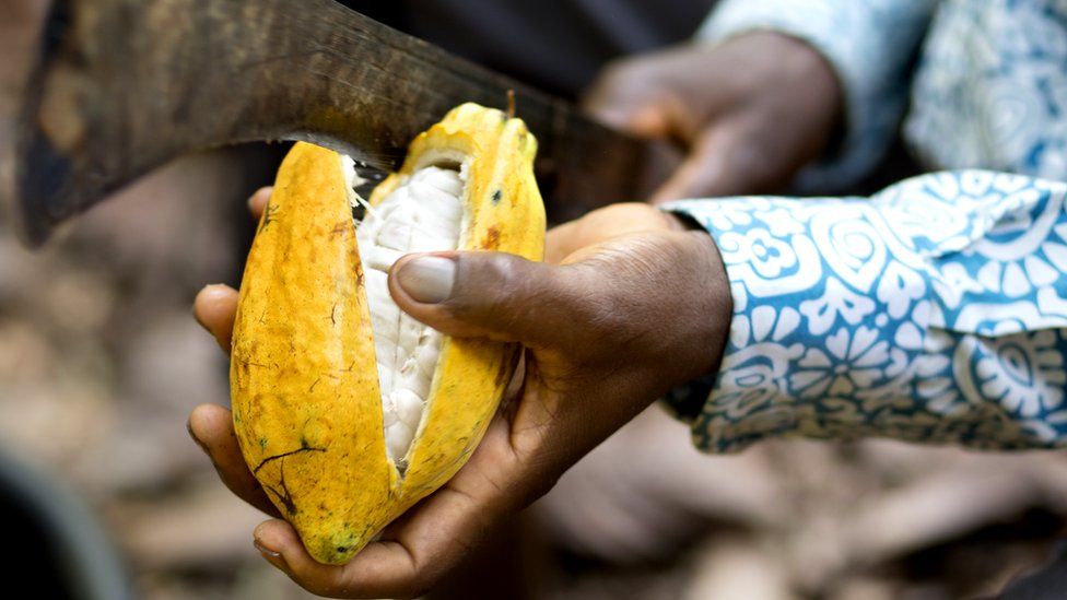 Splitting a cocoa pod