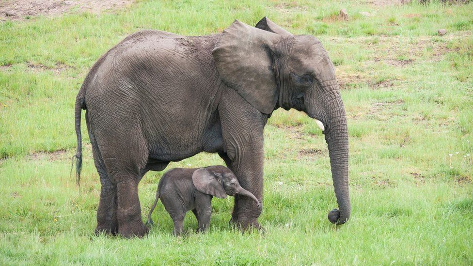 Sutton the elephant moves from West Midland Safari Park to zoo - BBC News