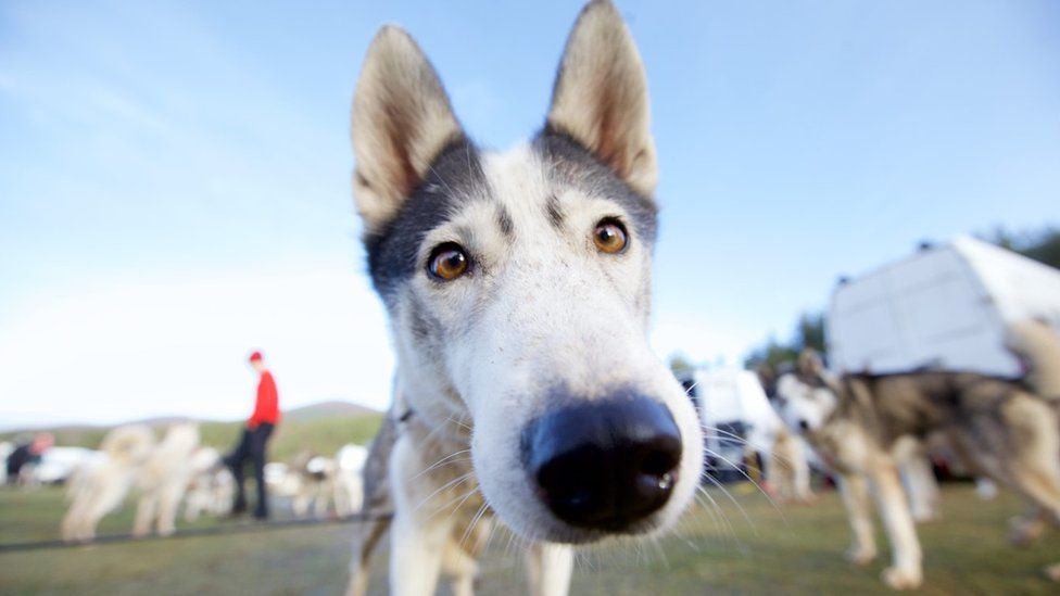 Annual sled dog rally held in Aviemore - BBC News