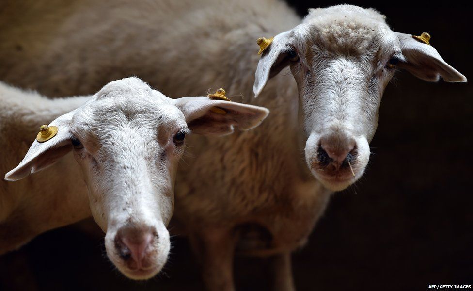A flock of sheep is pictured near Porto Torres, northern Sardinia, on July 8, 2015.