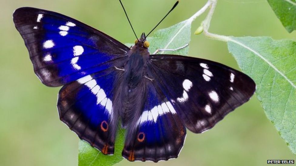 Purple Emperor The butterfly that feeds on rotting flesh BBC News