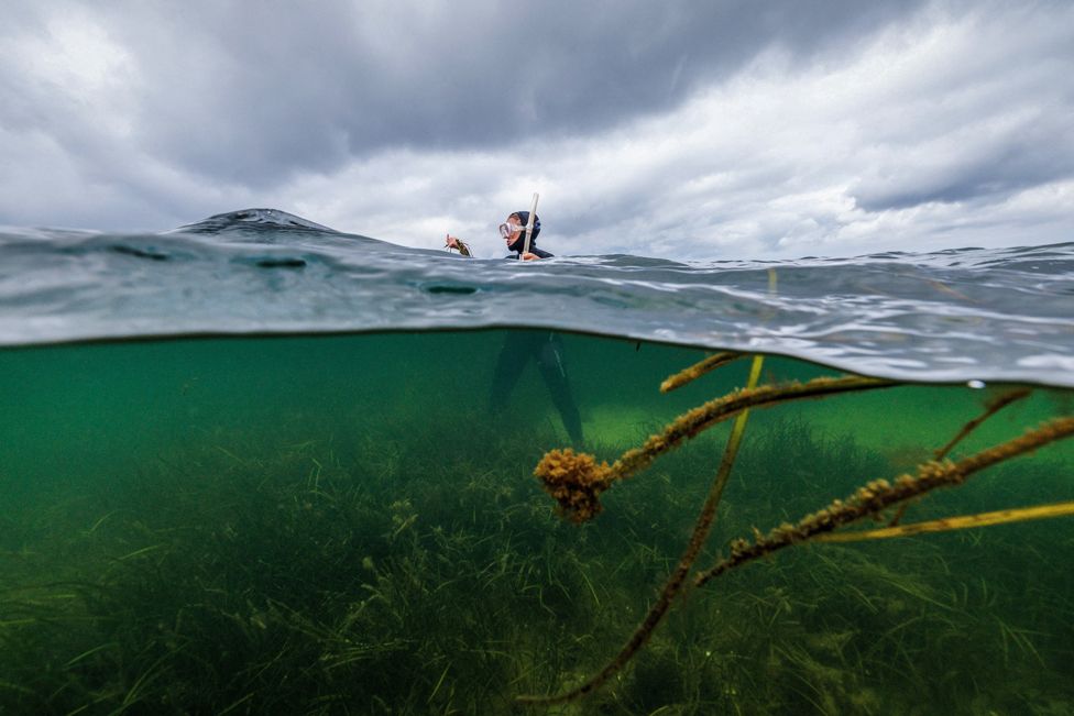 Angela Stevenson, 39, a marine scientist for Geomar, stands in a seagrass meadow while collecting flowering seagrass, in Laboe, Germany, July 10, 2023.