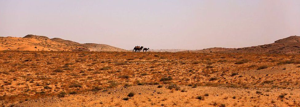 Camels walk in Inner Mongolia's Gobi desert on July 22, 2016