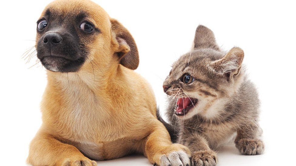 Which are smarter, cats or dogs? We asked a scientist