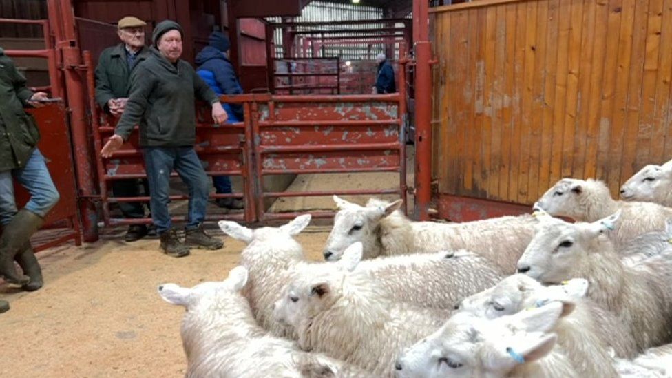 Sheep in an auction ring ready for sale