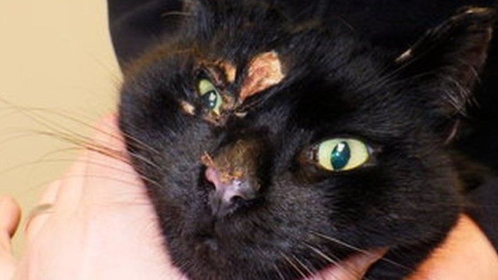 Cat with injury to its head