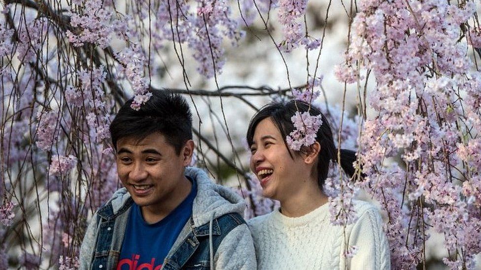 Man and woman sitting under cherry blossom in Kameoka, Japan