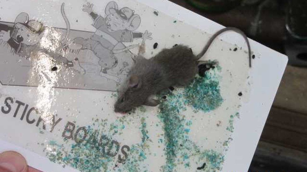 Leicester takeaway dead mouse