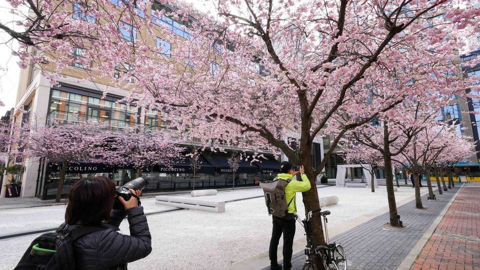 Trees in Oozells Square