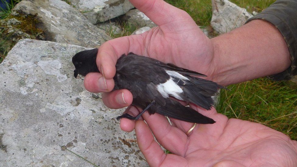 Storm petrel