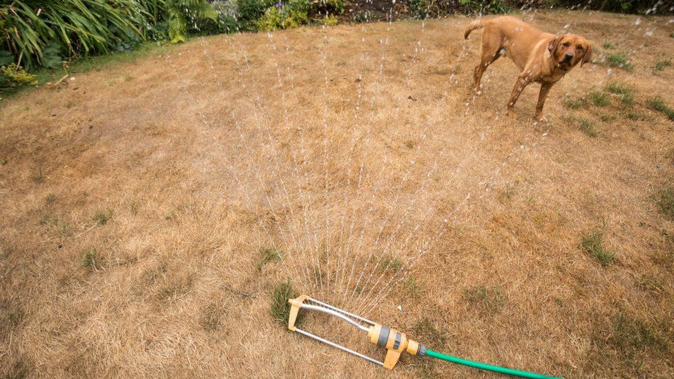 A dog stood in front of a sprinkler