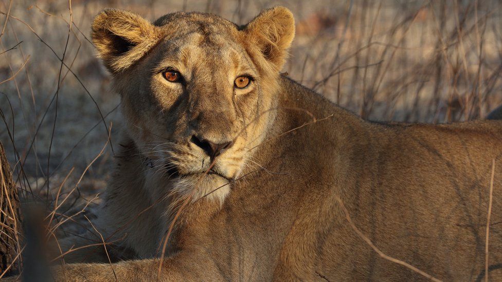 Female Asiatic lion in Gir National Park, Gujarat, India