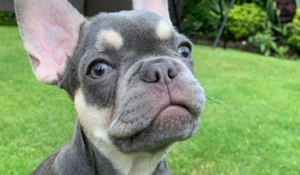 Daily Pelsall Search For Puppy Who Must Have Been Stolen Bbc News