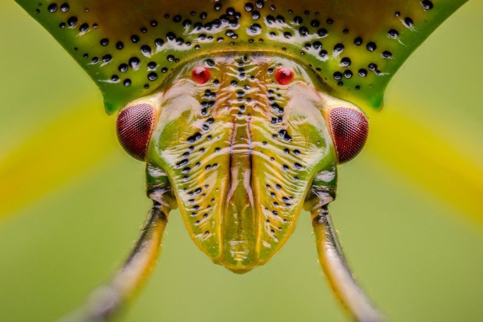 A Shield bug in Loanhead in Midlothian