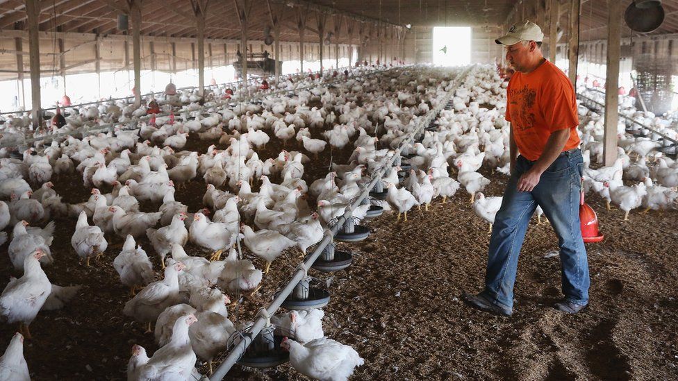 US poultry farmer